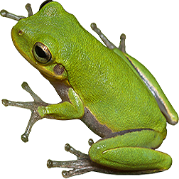 Squirrel Tree Frog